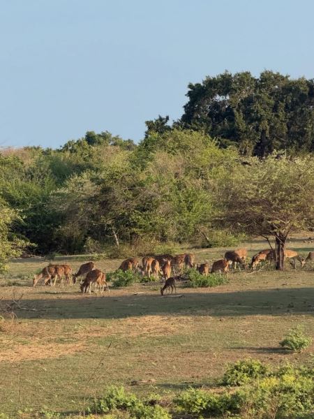 Ваня Дмитриенко и Анна Пересильд отдыхают вместе на Шри-Ланке