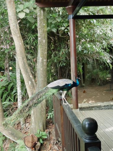 Ваня Дмитриенко и Анна Пересильд отдыхают вместе на Шри-Ланке