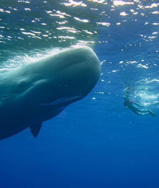 Анастасия Решетова показала фото сына с китом